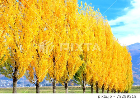 ポプラ並木の紅葉 ポプラ並木の紅葉 78299518