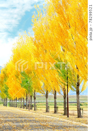 ポプラ並木の紅葉 ポプラ並木の紅葉 78299521