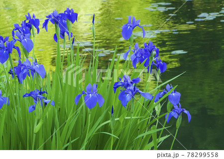 風景、植物、写真 初夏の風物詩 水際のカキツバタ 初夏の色 緑と青の色彩 涼しげなカキツバタと水辺 風景、植物、写真 初夏の風物詩 水際のカキツバタ 初夏の色 緑と青の色彩 涼しげなカキツバタと水辺 78299558