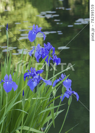 風景、植物、写真　初夏の風物詩　水際のカキツバタ　初夏の色　緑と青の色彩　涼しげなカキツバタと水辺 78299559