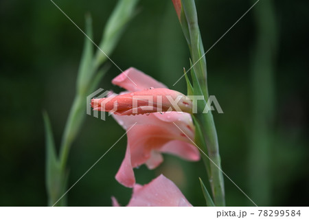 グラジオラスと梅雨 78299584