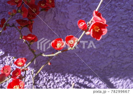 真っ赤な梅の花 真っ赤な梅の花 78299667