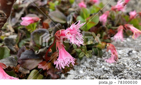 森林風景 森林風景 78300030