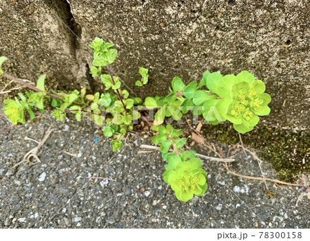 道ばたで咲くトウダイグサと思われる花/The spurge 道ばたで咲くトウダイグサと思われる花/The spurge 78300158