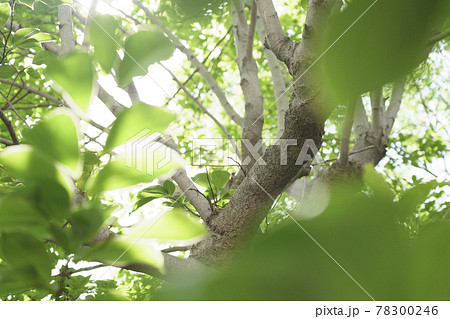 新緑　初夏　エコイメージ 78300246