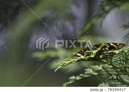 コムラサキ 78300417