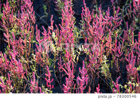 浜辺の赤色の植物 78300546