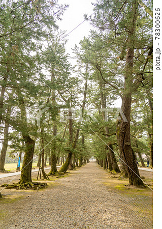 島根県出雲市 出雲大社へ進む松の参道 島根県出雲市 出雲大社へ進む松の参道 78300626