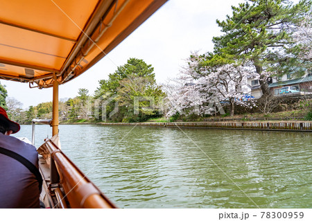 島根県松江市　松江城の堀川めぐり　桜咲く水路をめぐる船からの眺め 78300959