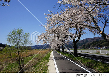 春の遠野 満開の桜 春の遠野 満開の桜 78301469