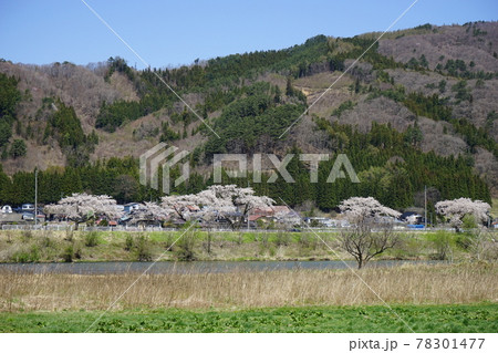 春の遠野 満開の桜 春の遠野 満開の桜 78301477