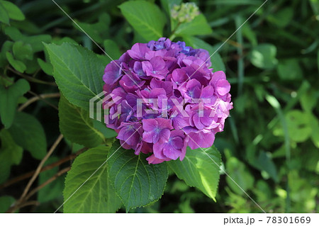 春の庭に咲くアジサイの花 春の庭に咲くアジサイの花 78301669