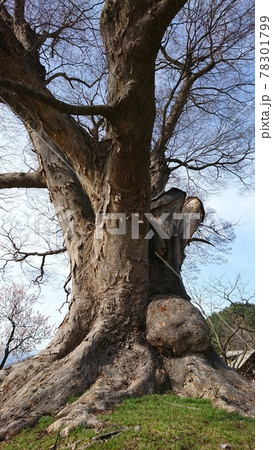 お稲荷様のケヤキ（あんずの里） 78301799