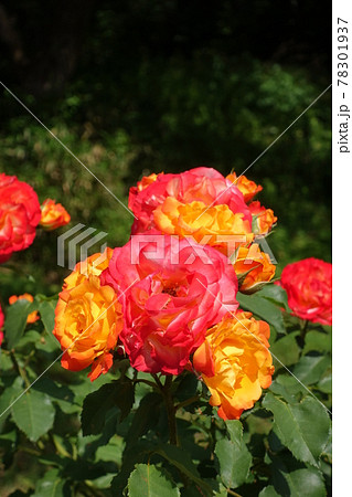 満開のバラ 薔薇 ばら 満開のバラ 薔薇 ばら 78301937