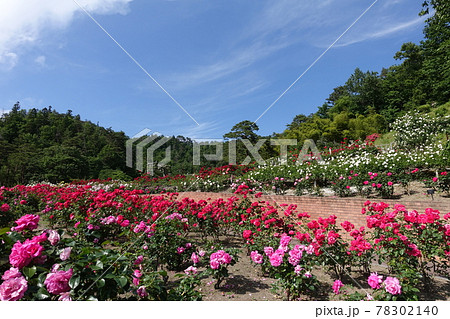 満開のバラ 薔薇 ばら 満開のバラ 薔薇 ばら 78302140