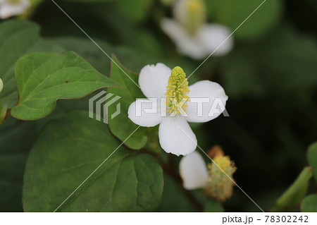 春の庭に咲くドクダミの白い花の写真素材