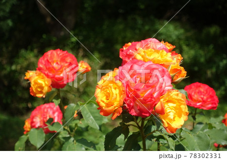 満開のバラ 薔薇 ばら 満開のバラ 薔薇 ばら 78302331