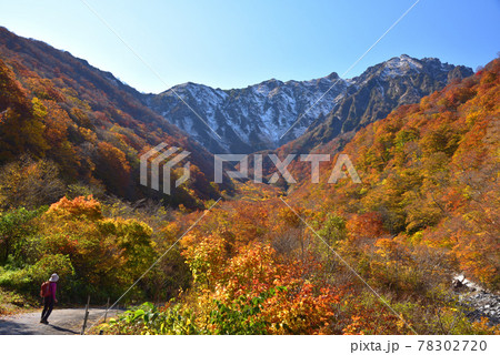 谷川岳マチガ沢出合から見た紅葉と雪をまとったマチガ沢 谷川岳マチガ沢出合から見た紅葉と雪をまとったマチガ沢 78302720