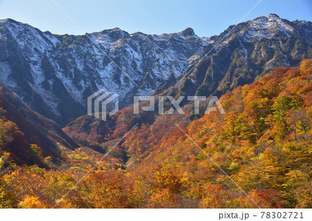 谷川岳マチガ沢出合から見た紅葉と雪をまとったマチガ沢 78302721