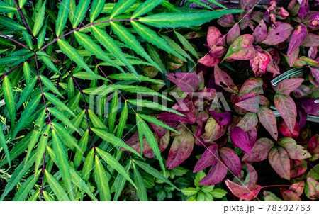 緑と赤紫のカラフルな葉の背景 78302763