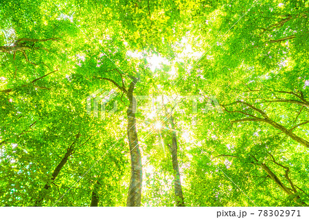 新緑・エコイメージ 新緑・エコイメージ 78302971