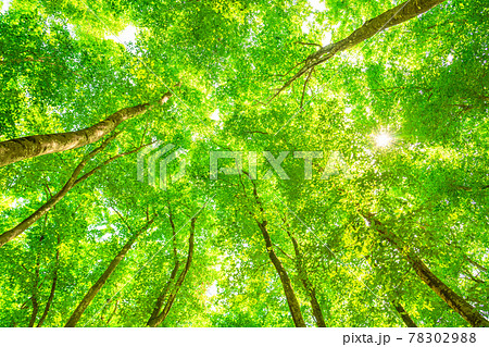 新緑・エコイメージ 78302988