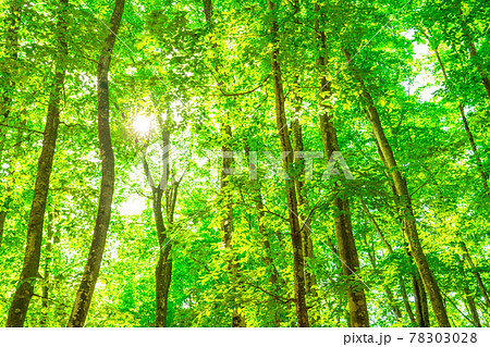 新緑・エコイメージ 78303028