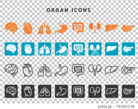 器官圖標集 78303136