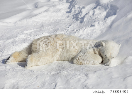 Polar bear cub is sleeping on the white snow. Polar bear cub is sleeping on the white snow. 78303405