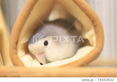 コザクラインコのお昼寝 78303632