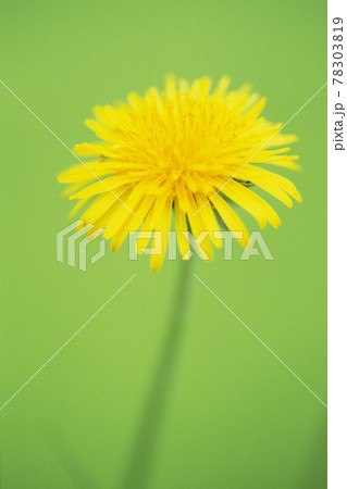 Top view of yellow dandelion flower Top view of yellow dandelion flower 78303819
