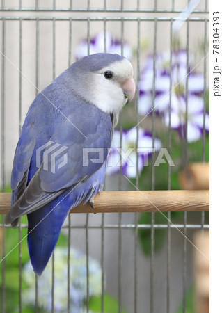 コザクラインコ コザクラインコ 78304393