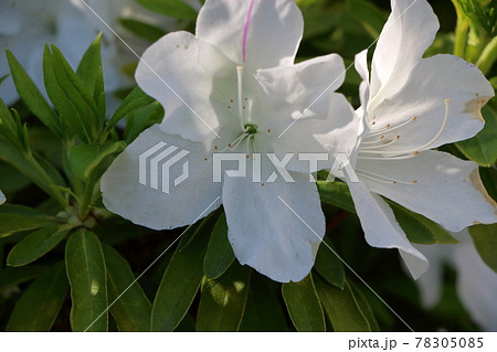 Close-up view of white Japanese Azalea, Tsutsuji, flowers in Tokyo Japan in the Springtime 78305085
