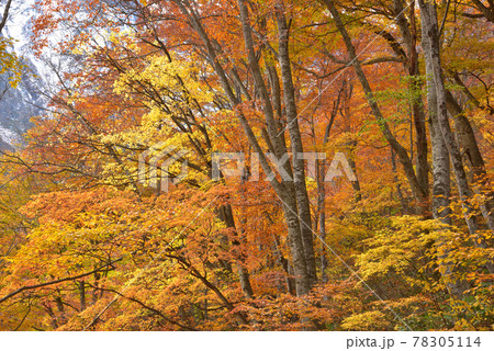 谷川岳一ノ倉沢出合付近の紅葉 78305114