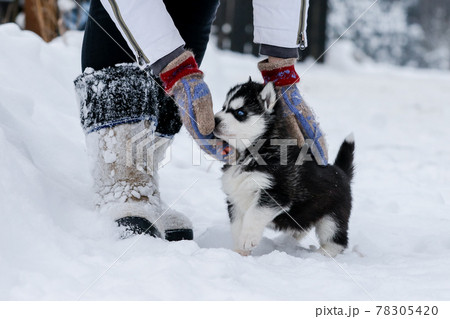 Cute husky puppies, felt boots in the snow and husky puppy 78305420