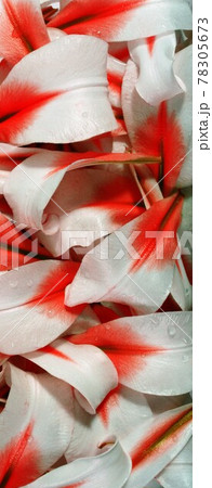 White flowers view White flowers view 78305673