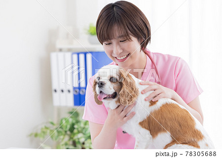 医療 犬の診察をする獣医 医療 犬の診察をする獣医 78305688