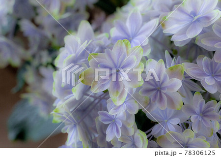 かわいい紫陽花 万華鏡の写真素材
