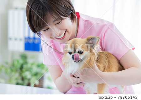 医療 犬の診察をする獣医 医療 犬の診察をする獣医 78306145