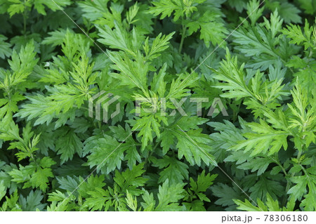 初夏の庭で茂っているヨモギ 78306180
