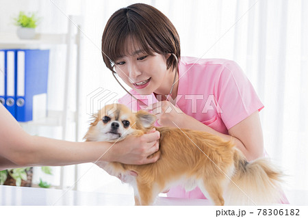 医療　犬の診察をする獣医 78306182