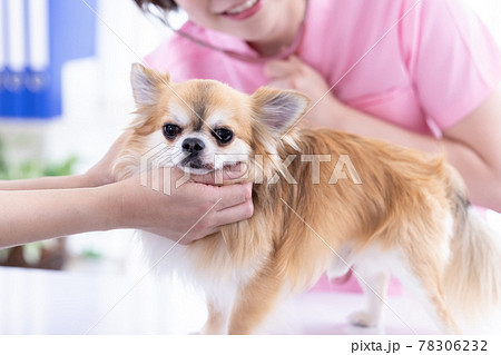 医療　犬の診察をする獣医 78306232