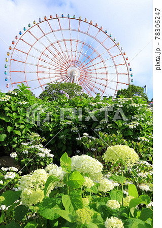 お台場の紫陽花と観覧車 78306247