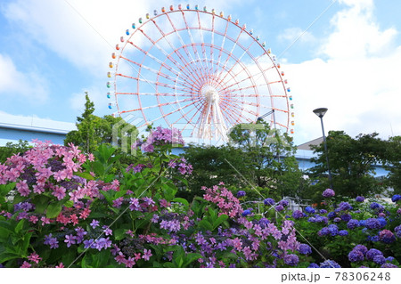 お台場の紫陽花と観覧車 お台場の紫陽花と観覧車 78306248