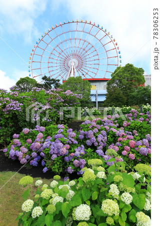 お台場の紫陽花と観覧車 78306253