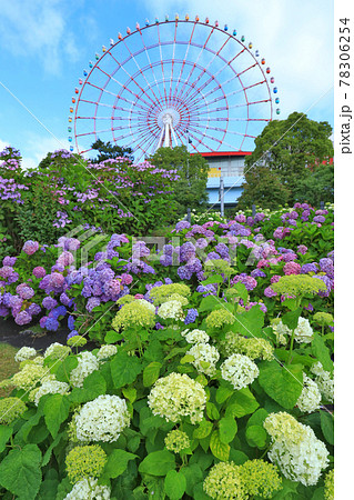 お台場の紫陽花と観覧車 78306254
