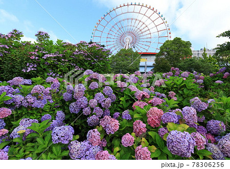 お台場の紫陽花と観覧車 78306256