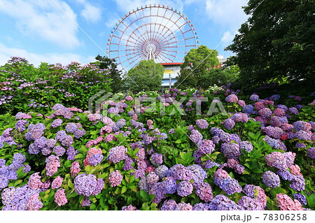 お台場の紫陽花と観覧車 78306258