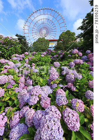 お台場の紫陽花と観覧車 78306259