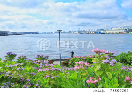 お台場の紫陽花と観覧車 78306262